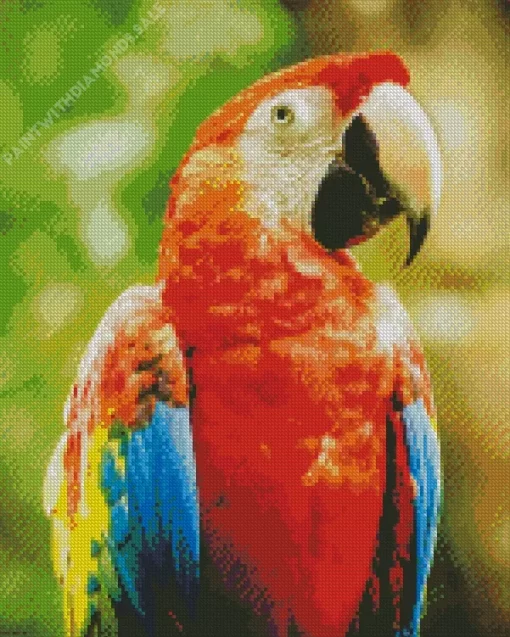 Scarlet Macaw Bird Diamond Painting