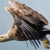 Sea Eagle Flying Diamond Painting