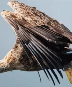 Sea Eagle Flying Diamond Painting