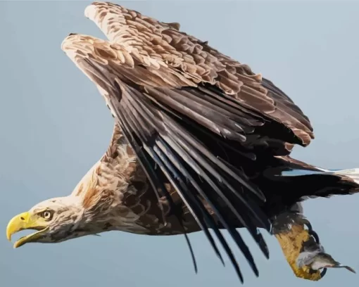 Sea Eagle Flying Diamond Painting