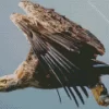 Sea Eagle Flying Diamond Painting