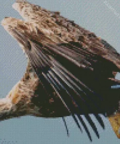 Sea Eagle Flying Diamond Painting