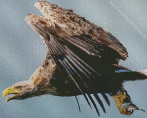 Sea Eagle Flying Diamond Painting