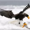 Sea Eagle Hunting Diamond Painting