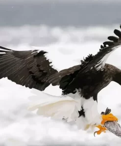 Sea Eagle Hunting Diamond Painting