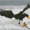 Sea Eagle Hunting Diamond Painting