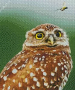 The Little Owl Diamond Painting