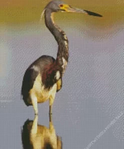 Tricolored Heron Diamond Painting