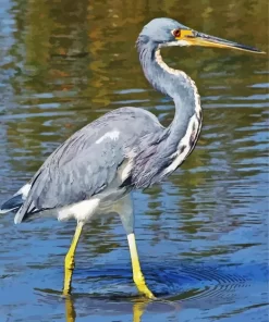 Tricolored Heron Bird Diamond Painting