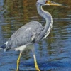 Tricolored Heron Bird Diamond Painting