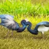 Tricolored Heron Couple Diamond Painting