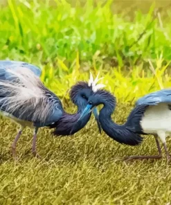 Tricolored Heron Couple Diamond Painting