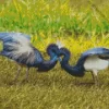 Tricolored Heron Couple Diamond Painting