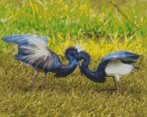 Tricolored Heron Couple Diamond Painting