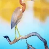 Tricolored Heron On A Branch Diamond Painting