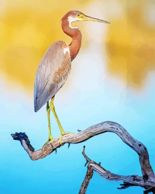 Tricolored Heron On A Branch Diamond Painting