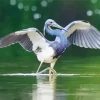 Tricolored Heron Wings Diamond Painting