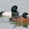 Tufted Duck Couple Diamond Painting