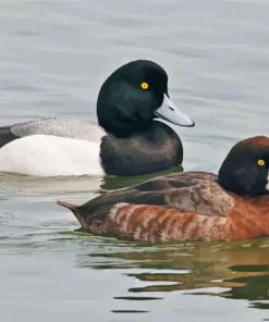 Tufted Duck Couple Diamond Painting