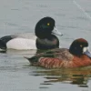 Tufted Duck Couple Diamond Painting