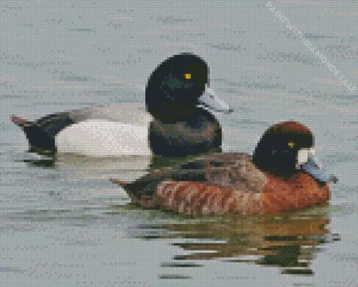 Tufted Duck Couple Diamond Painting