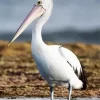 White Pelican Bird Diamond Painting