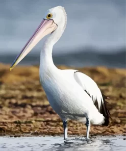 White Pelican Bird Diamond Painting