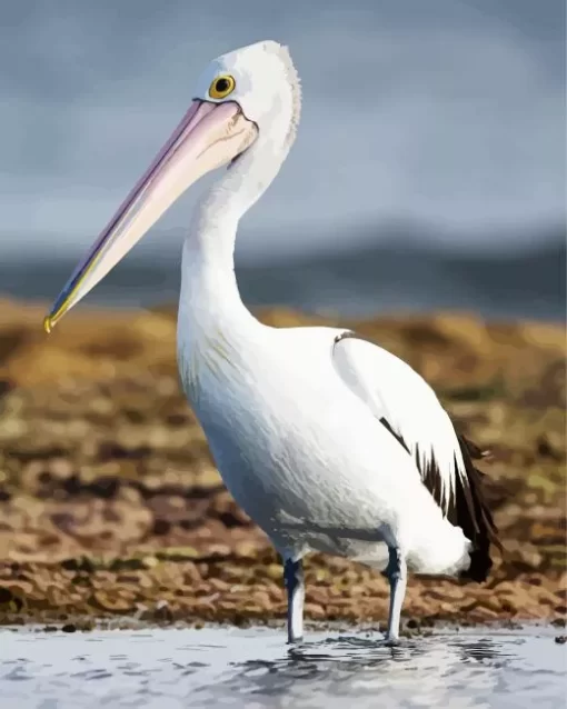 White Pelican Bird Diamond Painting