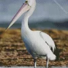 White Pelican Bird Diamond Painting