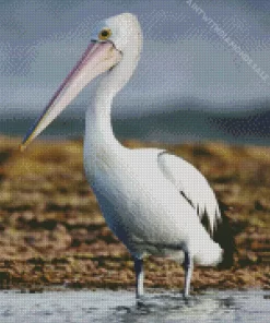 White Pelican Bird Diamond Painting