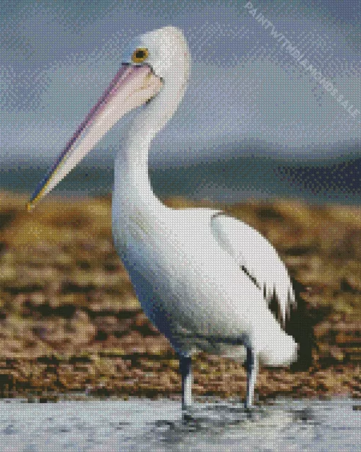 White Pelican Bird Diamond Painting