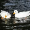 White Duck Couple Diamond Painting