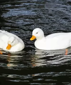 White Duck Couple Diamond Painting