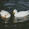 White Duck Couple Diamond Painting