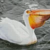 White Pelican Diamond Painting