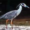 Yellow Crowned Heron Diamond Painting