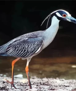 Yellow Crowned Heron Diamond Painting