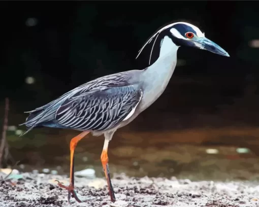 Yellow Crowned Heron Diamond Painting