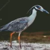 Yellow Crowned Heron Diamond Painting