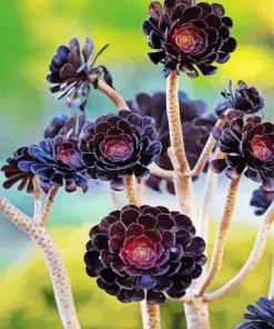 Aeonium Succulent Diamond Painting