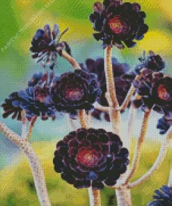 Aeonium Succulent Diamond Painting