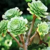 Aeonium Succulent Plant Diamond Painting