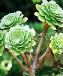 Aeonium Succulent Plant Diamond Painting