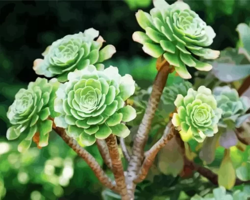 Aeonium Succulent Plant Diamond Painting