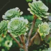 Aeonium Succulent Plant Diamond Painting