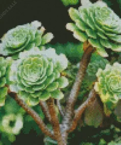 Aeonium Succulent Plant Diamond Painting