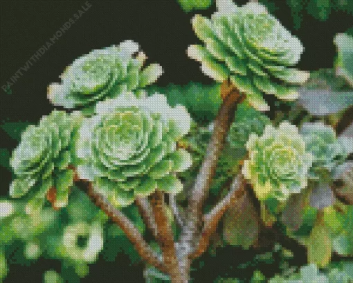 Aeonium Succulent Plant Diamond Painting