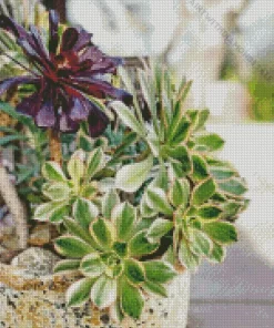 Aeonium Succulents Diamond Painting