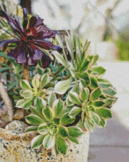 Aeonium Succulents Diamond Painting