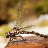 Aeshnidae Dragonfly Diamond Painting